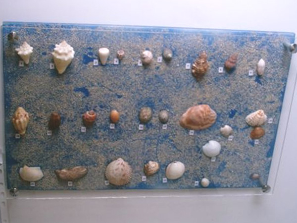 Coquillages pour confection de bijoux